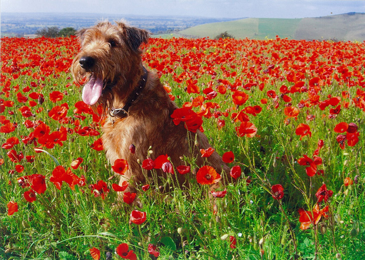 James amongst the poppies