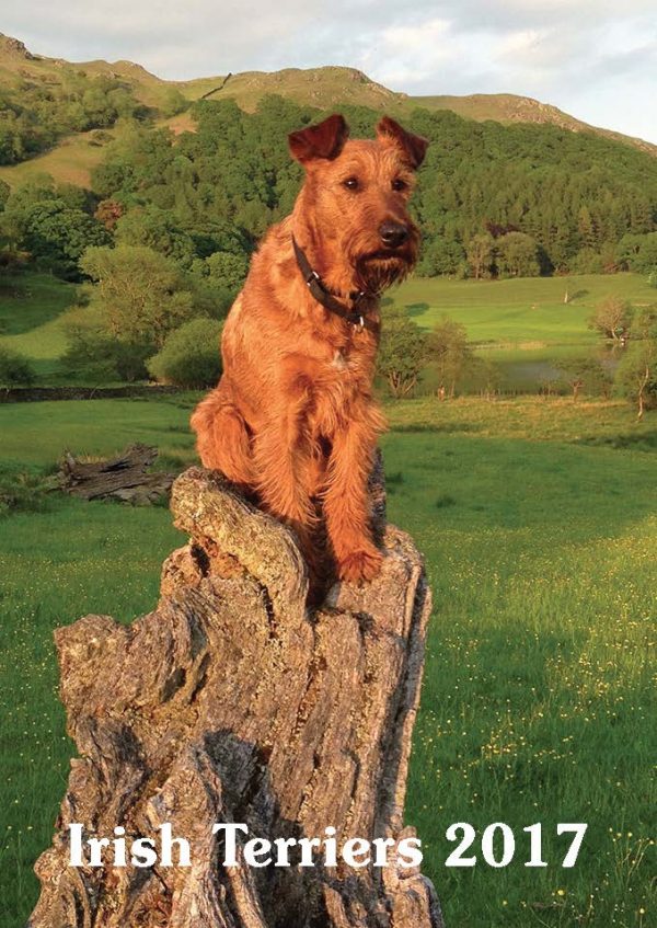 Calendars – past and present - We Love Irish Terriers